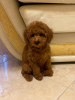 Photo №1. poodle (toy) - for sale in the city of Vilnius | Is free | Announcement № 96700