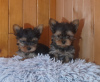 Photo №1. yorkshire terrier - for sale in the city of Baierbrunn | Is free | Announcement № 125162