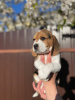 Additional photos: Adorable beagle puppy looking for his home and the most affectionate cuddles!