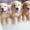 Photo №4. I will sell golden retriever in the city of Imatra. private announcement - price - 423$