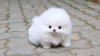 Photo №2 to announcement № 23742 for the sale of pomeranian - buy in United Kingdom 