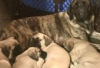 Photo №3. Mastiff Puppies for Sale. Germany