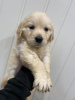 Additional photos: Adorable Golden Retriever puppies ready to join their new and forever home for