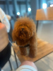 Photo №3. Small poodle. Italy
