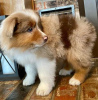 Photo №1. australian shepherd - for sale in the city of Helsinki | negotiated | Announcement № 123562