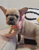 Photo №2 to announcement № 53581 for the sale of french bulldog - buy in Lithuania breeder