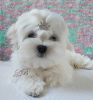 Photo №1. maltese dog - for sale in the city of Kiev | 1320$ | Announcement № 17845