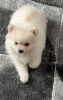 Photo №1. pomeranian - for sale in the city of Kazan | 7$ | Announcement № 114142