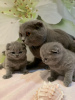 Photo №3. Healthy home trained Scottish Fold kittens available now for sale. Germany