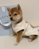 Photo №2 to announcement № 92990 for the sale of shiba inu - buy in Finland private announcement