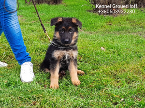 Photo №2 to announcement № 4832 for the sale of german shepherd - buy in Ukraine from nursery
