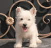 Additional photos: west highland white terrier puppy female