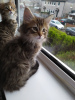 Photo №1. maine coon - for sale in the city of Харлем | 317$ | Announcement № 109185