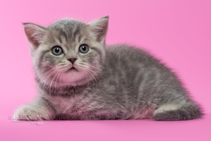 Photo №2 to announcement № 5062 for the sale of british shorthair - buy in Belarus from nursery