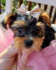 Photo №3. Yorkshire terrier puppies. Germany
