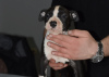 Additional photos: American Staffordshire Terrier