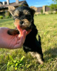 Photo №4. I will sell yorkshire terrier in the city of Амстердам. breeder - price - 423$