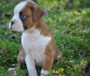 Photo №2 to announcement № 56583 for the sale of boxer - buy in Germany private announcement