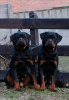 Photo №4. I will sell rottweiler in the city of Москва. private announcement - price - 1183$