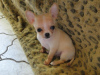 Photo №4. I will sell chihuahua in the city of Berlin. private announcement, from nursery, breeder - price - 100$