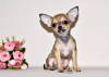 Photo №2 to announcement № 32607 for the sale of chihuahua - buy in Russian Federation from nursery, breeder