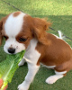 Photo №1. cavalier king charles spaniel - for sale in the city of Balgarevo | 1484$ | Announcement № 11131