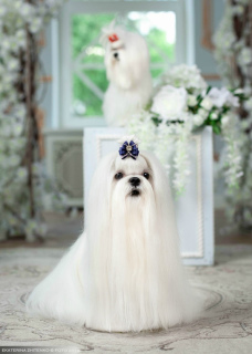 Photo №4. I will sell maltese dog in the city of Tomsk. private announcement - price - Negotiated