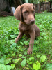 Photo №3. Labrador puppy searches home. Georgia