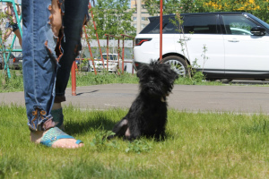 Photo №3. Affenpinscher puppies. Russian Federation