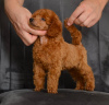 Photo №3. Red miniature poodle puppies. Serbia