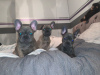 Photo №4. I will sell french bulldog in the city of Gelsenkirchen. private announcement, breeder - price - 407$