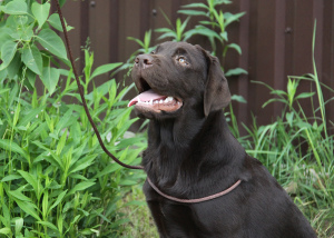 Photo №1. labrador retriever - for sale in the city of Москва | 602$ | Announcement № 2426