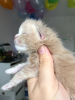 Photo №2 to announcement № 121930 for the sale of maine coon - buy in Germany private announcement