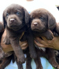 Photo №4. I will sell labrador retriever in the city of Čelarevo.  - price - negotiated