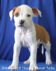 Photo №2 to announcement № 24222 for the sale of american staffordshire terrier - buy in Russian Federation breeder