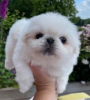 Photo №1. pekingese - for sale in the city of Lahti | negotiated | Announcement № 55318