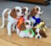 Photo №1. non-pedigree dogs - for sale in the city of Bamberg | Is free | Announcement № 117615