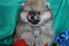 Photo №4. I will sell pomeranian in the city of Москва. breeder - price - 456$