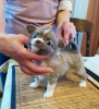 Photo №1. chihuahua - for sale in the city of Munich | 528$ | Announcement № 105041