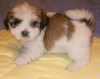 Photo №1. lhasa apso - for sale in the city of Berlin | 300$ | Announcement № 70931