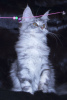 Photo №1. maine coon - for sale in the city of Krasnoyarsk | 316$ | Announcement № 8055