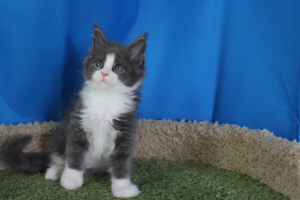 Photo №2 to announcement № 3523 for the sale of maine coon - buy in Belarus from nursery, breeder