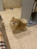 Additional photos: Pomeranian boy, 6 months old