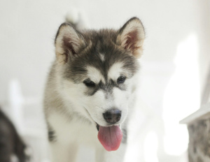 Photo №2 to announcement № 2607 for the sale of alaskan malamute - buy in Russian Federation private announcement, from nursery, breeder