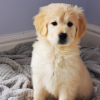 Photo №2 to announcement № 99655 for the sale of golden retriever - buy in Germany private announcement, from nursery