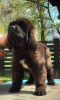 Photo №1. newfoundland dog - for sale in the city of Żywiec | negotiated | Announcement № 95071