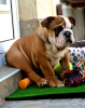 Additional photos: English bulldog, top breed