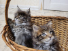 Photo №3. Maine Coon kittens. Ukraine
