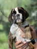 Photo №2 to announcement № 71236 for the sale of boxer - buy in Poland breeder