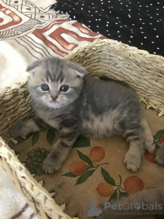 Photo №2 to announcement № 7335 for the sale of scottish fold - buy in Belarus private announcement